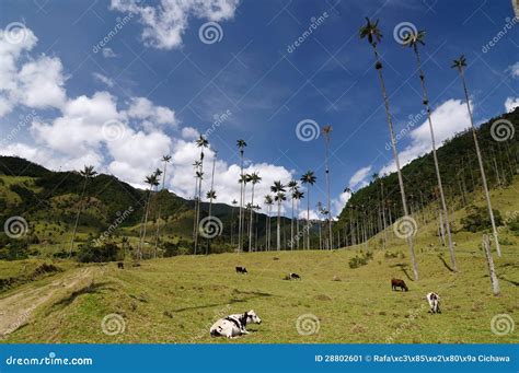 Colombia, Wax Palm Trees of Cocora Valley Stock Image - Image of park, view: 28802601