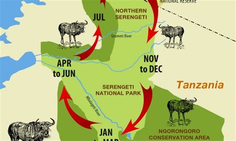 Wildebeest Migration Cycle | The great wildebeest migration