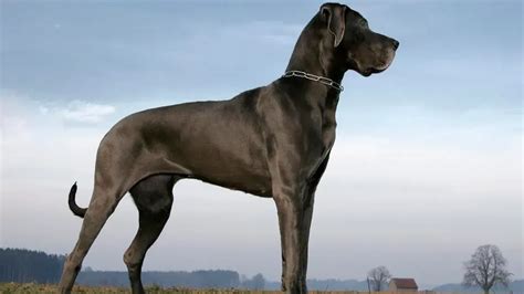 20 Top Large Dog Breeds – Forbes Advisor UK