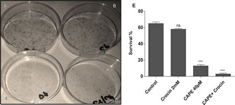 Clonogenic assay performed in 30-mm dishes, with clones produced by U87 ...