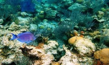 Amazing Coral Reefs of Bermuda