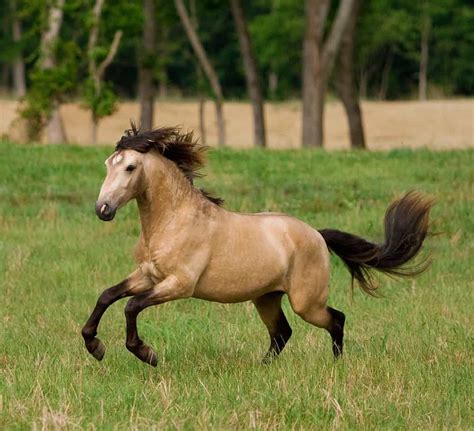 Buckskin Horses - Everything You Need to Know - Seriously Equestrian