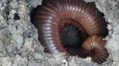 Millipede Molting Nest Hole Underground Stock Footage Video (100% Royalty-free) 1069738387 ...