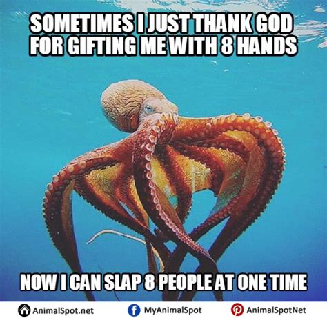 Octopus Memes | Funny animal memes, Octopus, Memes