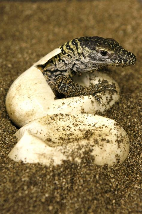 AnimalPalooza: Baby Komodo Dragons Born At The Memphis Zoo