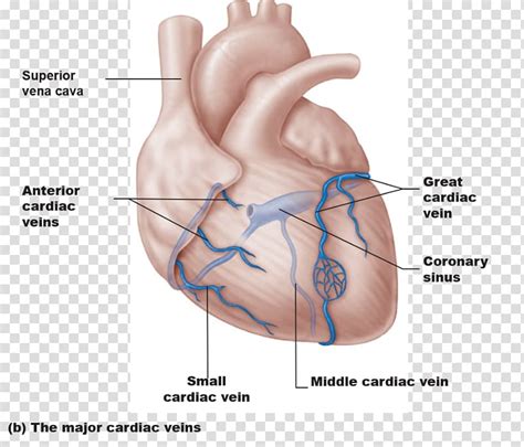 Heart Anatomy Coronary Sinus