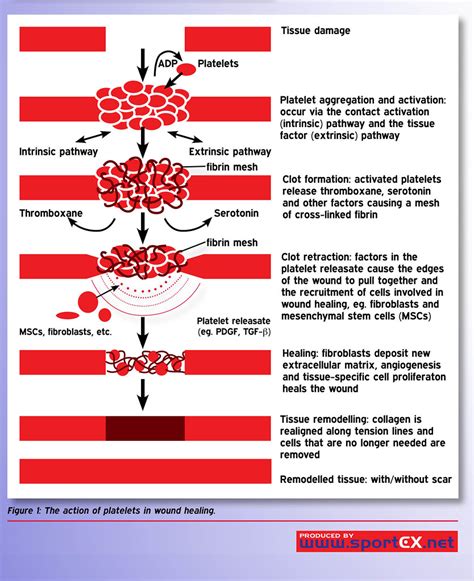 The action of platelets in wound healing | sportEX journals | Flickr