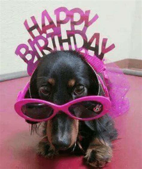 101 Happy Birthday Dog Memes - "Happy birthday." Birthday Meme Dog, Happy Birthday Dachshund ...