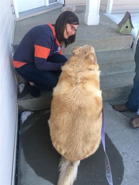 The Wonderful Story of Saving a Fat Golden Retriever Named Kai - PetPress