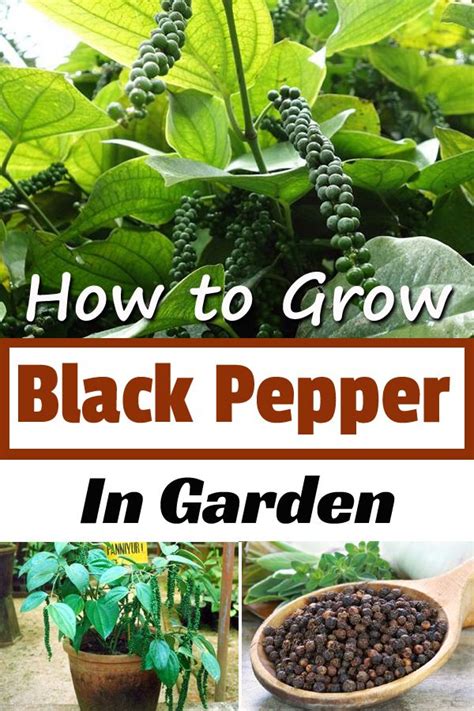 Growing Pepper Plants - JohnnieMiesner