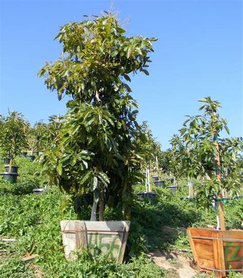 Hass Avocado Tree Care In Texas | Home and Garden Reference