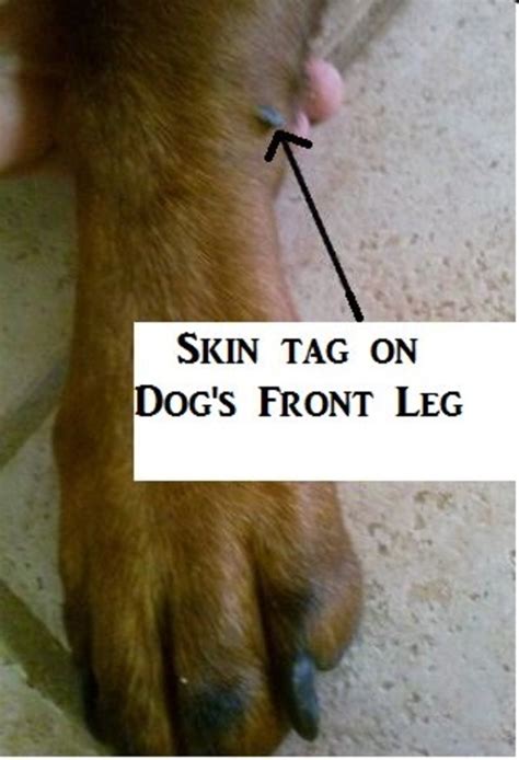 Facts About Skin Tags on Dogs and Their Removal | PetHelpful