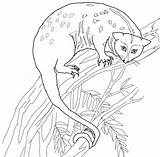 Possum coloring page  ColouringPages sketch template
