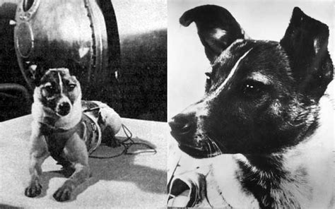 14 aprile 1958, lo Sputnik 2 brucia nel rientro a terra. Perde la vita Laika