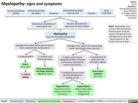 Myelopathy | Calgary Guide