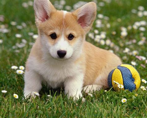 Cập nhật 57+ về hình nền corgi cute - cdgdbentre.edu.vn