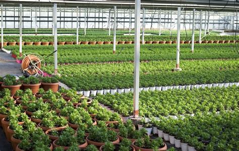 Mubaraknursery - Wholesale Garden Plant Supplier in Uttar Pradesh