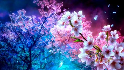 Cherry Blossom Tree Anime Background Purple Anime Cherry Trees Shrine ...