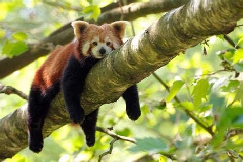 Video: el momento en el que un panda rojo encuentra una cámara oculta ...