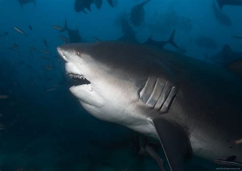 Alexander Safonov's blog | Bull shark, Shark, Largest shark