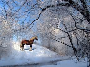 Horses in the Snow Wallpaper - WallpaperSafari