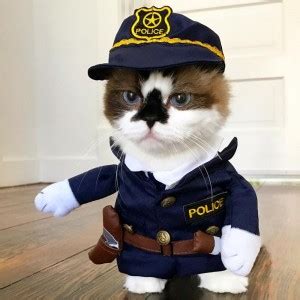 Create meme "patrol cat police, police cat, a police cat made of stickers" - Pictures - Meme ...