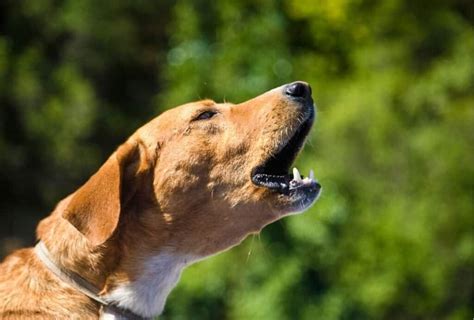 Does barking make dogs tired? - dogpackr