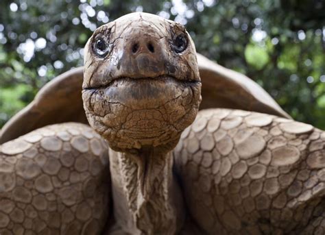 How Long Do Turtles and Tortoises Live? | PetMD