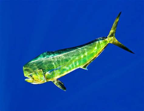 Mahi-Mahi Fish: Habitat, Diet, Life Cycle, and Facts - FishOnTips