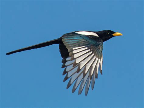 Yellow-billed Magpie - eBird