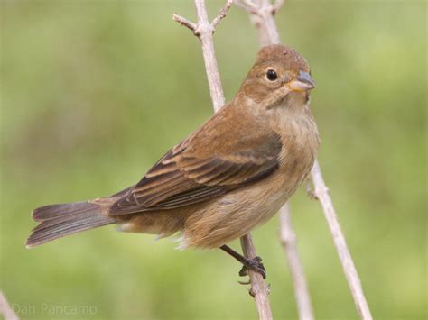 Bird In Everything: Songbirds Of North America