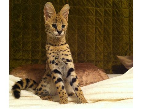 African Serval | Bear Creek Feline Center