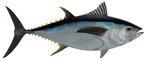 Southern Bluefin Tuna - Good Fish Bad Fish