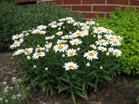 Shasta Daisy 'Snowcap' Seeds (Certified Organic) | Garden Hoard – Certified Organic Heirloom ...