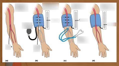 Procedure for Measuring Blood Pressure Diagram | Quizlet