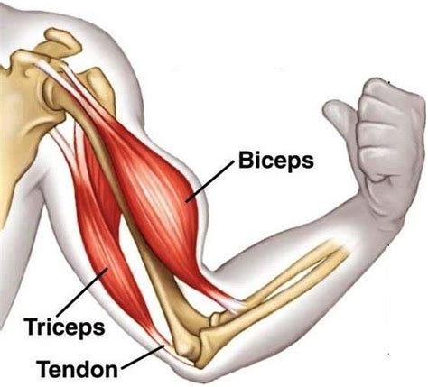 5: Biceps Contracted, Triceps Extended | Download Scientific Diagram