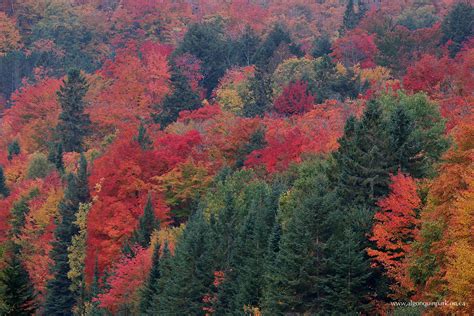 Fall Colour Report | Algonquin Provincial Park | The Friends of ...