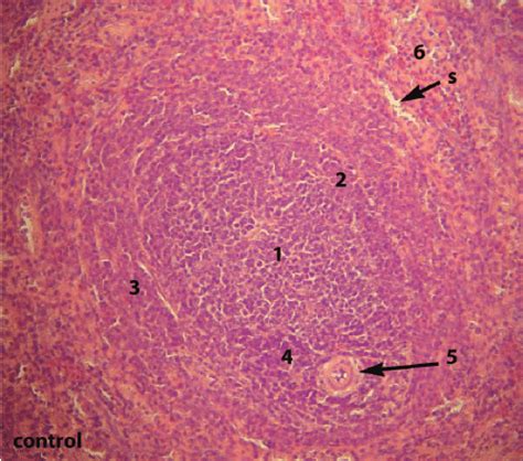 Structure of spleen in the control group. Red pulp (6) blood sinusoids... | Download Scientific ...