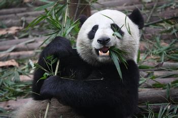 Do Panda Bears Eat Fish