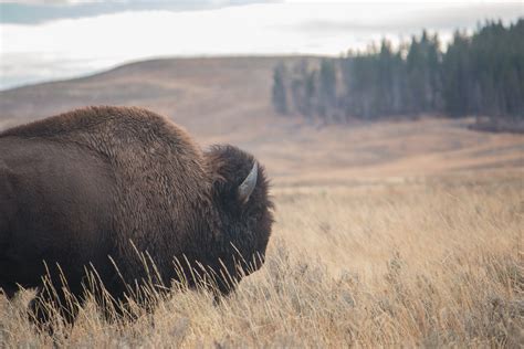 Bison Nature Wildlife Royalty Free Photo