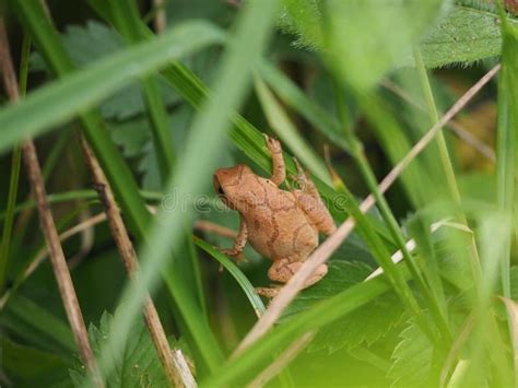 Spring Peeper Frog on Green Grass Stock Photo - Image of fresh, frog: 257068340