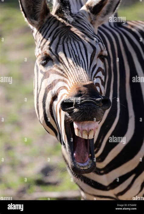 Laughing Zebra Stock Photo - Alamy