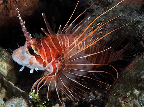 Spotfin Lionfish - Pterois antennata - Great Barrier Reef, Australia ...