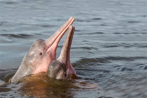 Freshwater Dolphins: Characteristics, Threats, and Conservation Efforts | Earth.Org