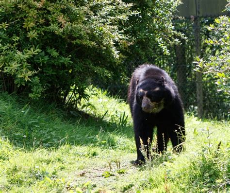 Bear In The Forest Free Stock Photo - Public Domain Pictures