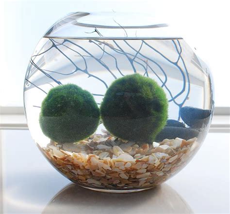 Marimo Moss Ball Aquarium | DIYIdeaCenter.com