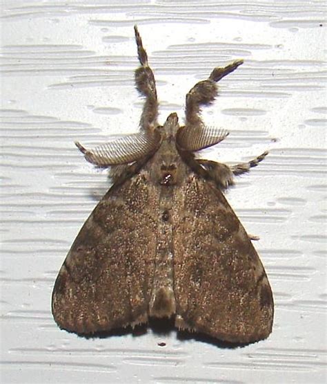 Tussock Moth - BugGuide.Net