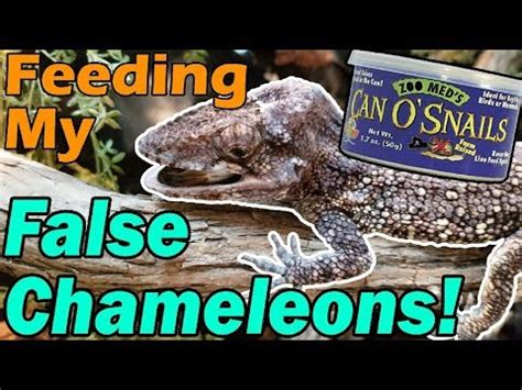 Feeding my False Chameleons! - YouTube