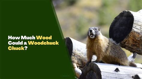 How Much Wood Could a Woodchuck Chuck? [Explained] - Rodents Info