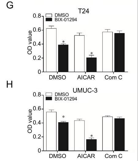 Dorsomorphin (Compound C), AMP-kinase inhibitor (ab120843) | アブカム